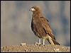 mountain_caracara_207608