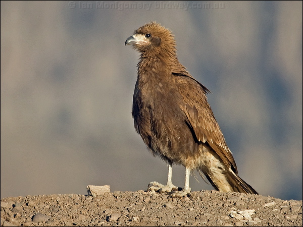 Mountain Caracara mountain_caracara_207608.psd