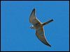 nankeen_kestrel_140634