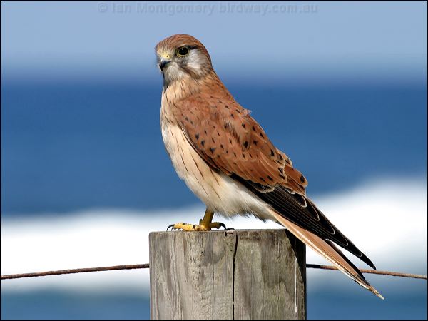 Nankeen Kestrel nankeen_kestrel_05908.psd
