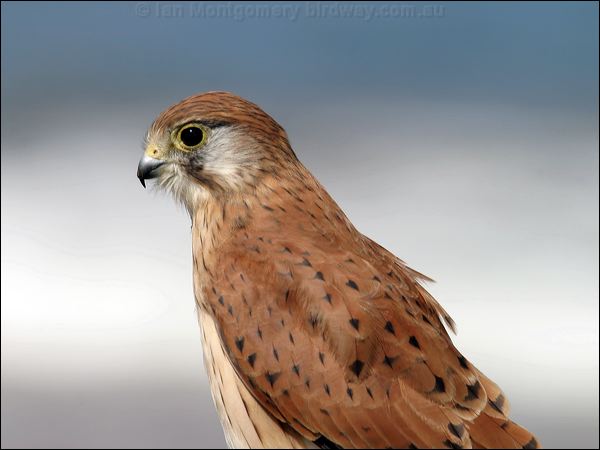 Nankeen Kestrel nankeen_kestrel_05919.psd