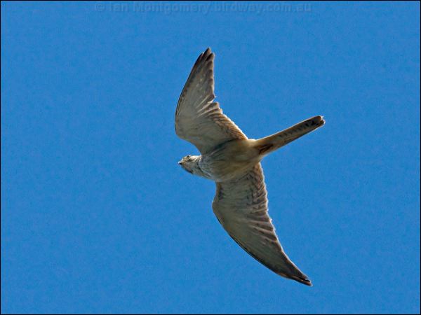 Nankeen Kestrel nankeen_kestrel_140634.psd