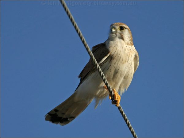 Nankeen Kestrel nankeen_kestrel_17120.psd