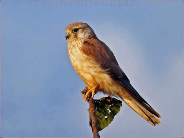 Nankeen Kestrel nankeen_kestrel_39633.psd