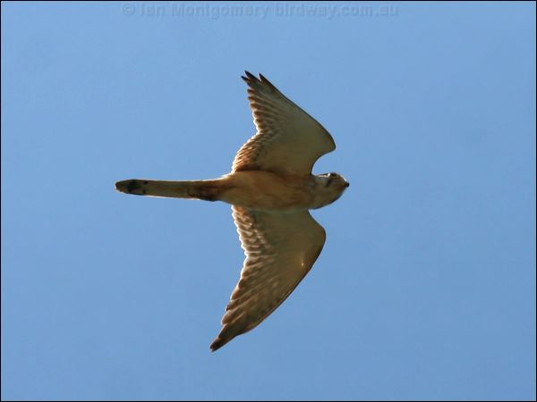 Nankeen Kestrel nankeen_kestrel_40043.psd