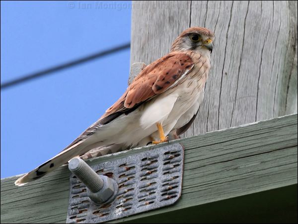 Nankeen Kestrel nankeen_kestrel_63034.psd