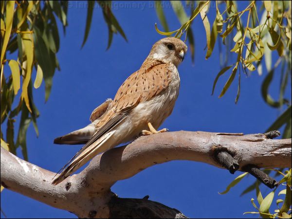 Nankeen Kestrel nankeen_kestrel_81411.psd