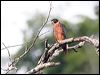 oriental_hobby_56840