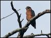 oriental_hobby_56860
