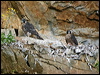 peregrine_falcon_169354