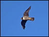 peregrine_falcon_182747