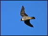 peregrine_falcon_182751