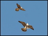 peregrine_falcon_54331
