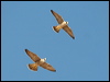 peregrine_falcon_54333