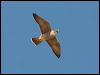 peregrine_falcon_54349