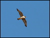 peregrine_falcon_54351