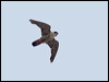 peregrine_falcon_61070