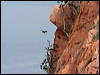 peregrine_falcon_61079