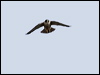 peregrine_falcon_61090