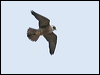 peregrine_falcon_61099