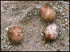 peregrine_falcon_nest_1