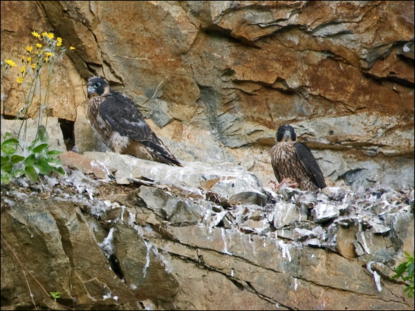 Peregrine Falcon peregrine_falcon_169354.psd