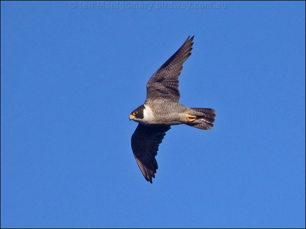 Peregrine Falcon peregrine_falcon_182747.psd