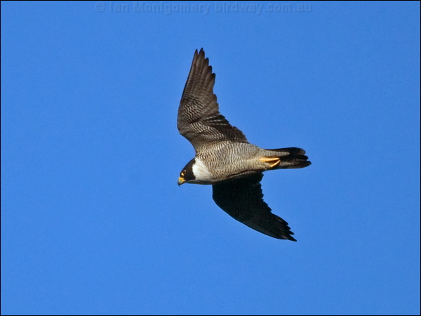 Peregrine Falcon peregrine_falcon_182751.psd