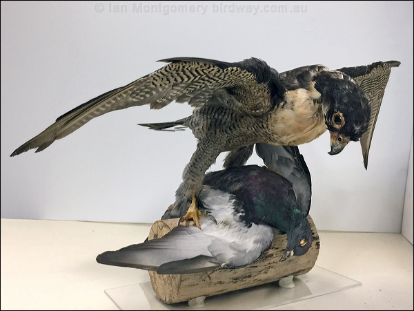 Peregrine Falcon peregrine_falcon_20171004.psd