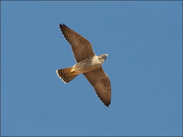Peregrine Falcon peregrine_falcon_54349.psd