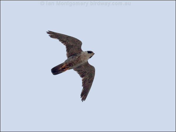 Peregrine Falcon peregrine_falcon_61070.psd