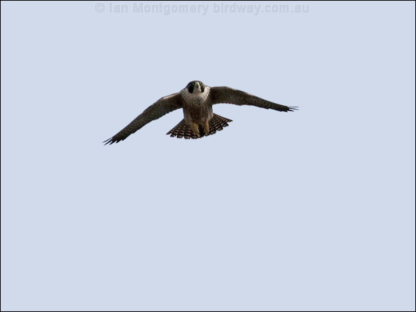 Peregrine Falcon peregrine_falcon_61090.psd