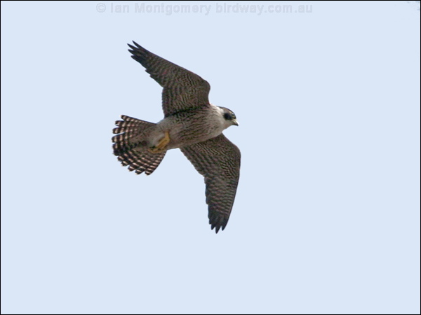 peregrine falcon in flight. Peregrine Falcon