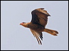sth_crest_caracara_202188