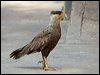 sth_crest_caracara_202207