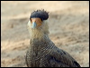 sth_crest_caracara_202215