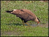 sth_crest_caracara_202308