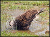 sth_crest_caracara_202319