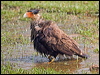 sth_crest_caracara_202320