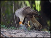 sth_crest_caracara_205648