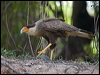 sth_crest_caracara_205649