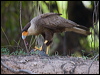 sth_crest_caracara_205651