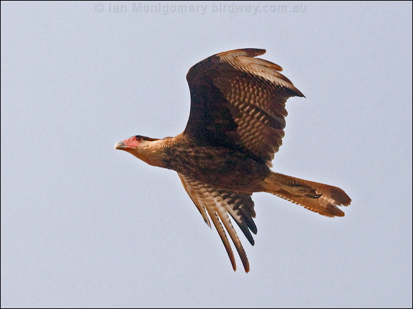 Southern Crested Caracara sth_crest_caracara_202188.psd