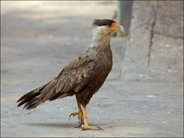 Southern Crested Caracara sth_crest_caracara_202207.psd