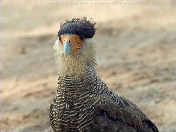 Southern Crested Caracara sth_crest_caracara_202215.psd