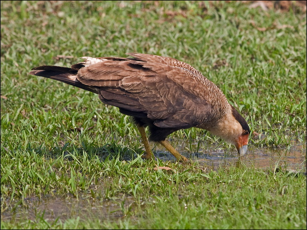 Southern Crested Caracara sth_crest_caracara_202308.psd