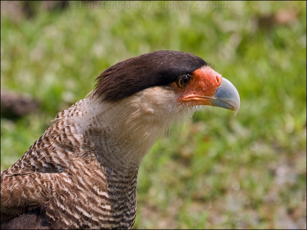 Southern Crested Caracara sth_crest_caracara_202316.psd