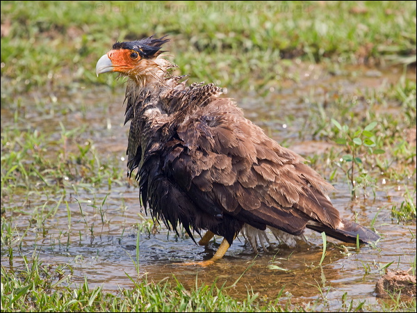 Southern Crested Caracara sth_crest_caracara_202320.psd