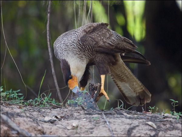Southern Crested Caracara sth_crest_caracara_205648.psd