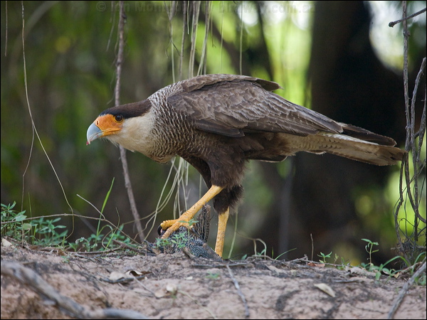 Southern Crested Caracara sth_crest_caracara_205649.psd